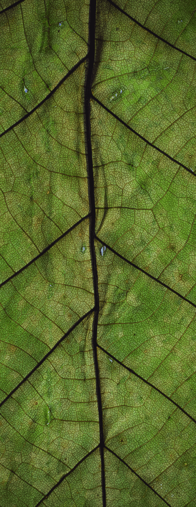 leaf image